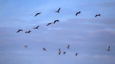 Bir turna sürüsü bulutlu gökyüzünde uçuyor. Genel vinç veya Avrasya turnası (Grus grus).
