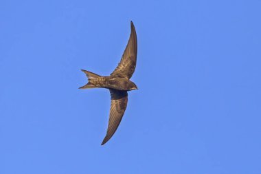 Mavi gökyüzünde siyah süratli uçuyor. Genel Swift (Apus apus).