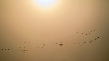 A large flock of geese flies across the sky against the backdrop of the rising sun. Greater white-fronted goose (Anser albifrons) on spring migration in Lithuania. clipart