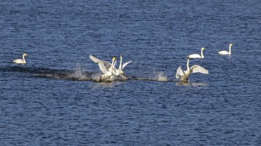 Conflict of a group of swans on the lake. Relationships in the flock of whooper swans (Cygnus cygnus). clipart