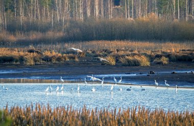Kuzey Avrupa 'daki bir sonbahar gölü üzerindeki güzel beyaz kuş sürüsü. Whooper kuğu veya yaygın kuğu (Cygnus cygnus). 