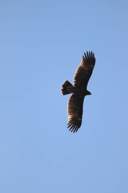 black vulture in flight in the blue sky