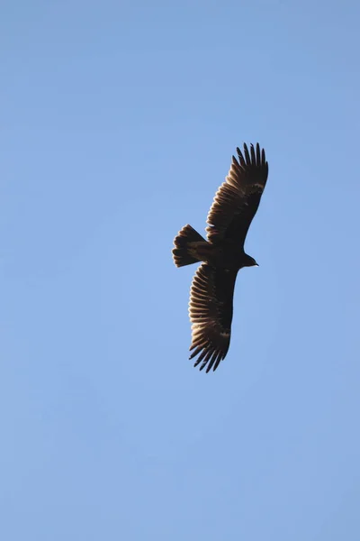 black vulture in flight in the blue sky
