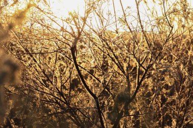 Ormandaki güzel sonbahar manzarası