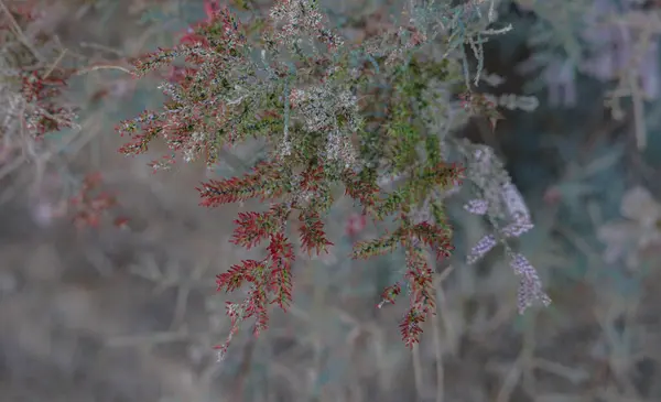 Güzel botanik fotoğrafı, doğal duvar kağıdı.