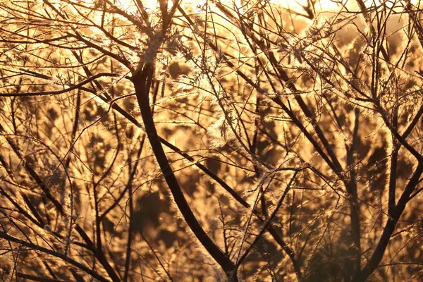sonbahar ormanında altın ağaç