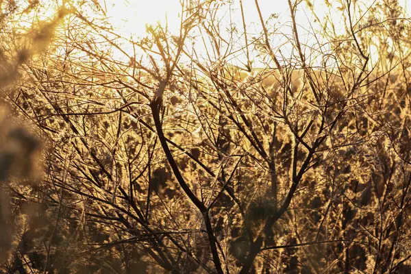Ormandaki güzel sonbahar manzarası