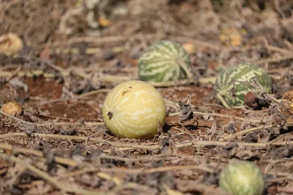 Vahşi doğada acı elma meyveleri (Citrullus colocynthis)