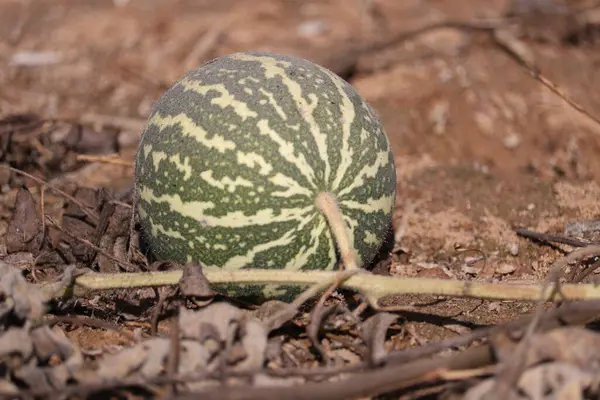 Vahşi doğada acı elma meyveleri (Citrullus colocynthis)