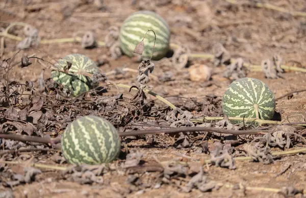 Vahşi doğada acı elma meyveleri (Citrullus colocynthis)