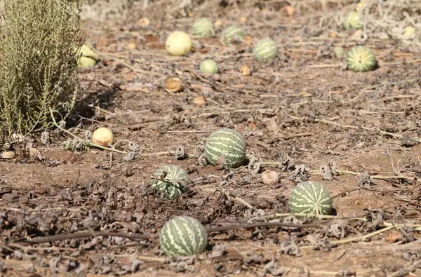 Vahşi doğada acı elma meyveleri (Citrullus colocynthis)
