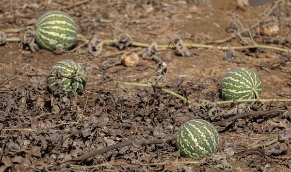 Vahşi doğada acı elma meyveleri (Citrullus colocynthis)