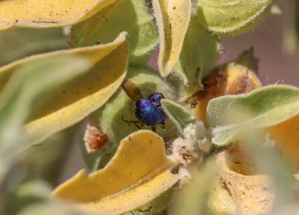 a macro of a beetle on a flower