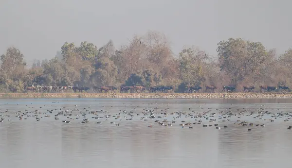 Göldeki kürekçi ördek sürüsü
