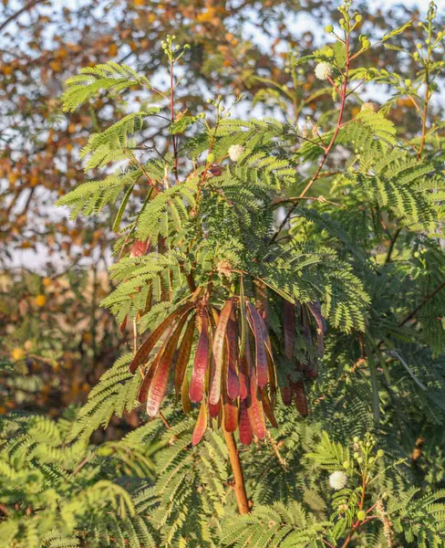 Mısır 'ın güneyinde Nil nehrinin yanındaki yeşil ağaçlar