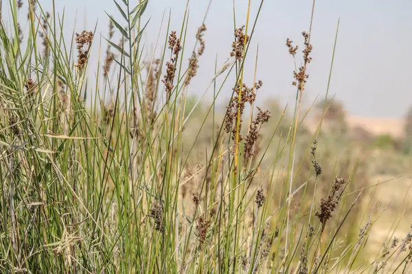 Mısır 'ın güneyindeki Nil Nehri manzarası.