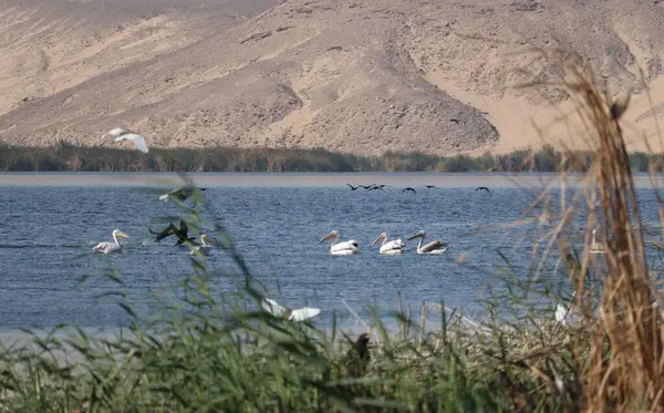 Küçük beyaz pelikan sürüsü.