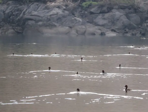 Gölde kuş sürüsü