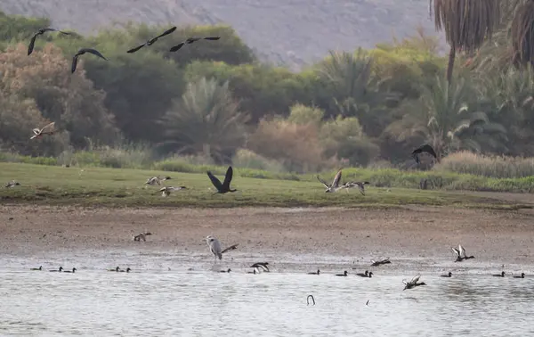 Mısırın güneyindeki Akdeniz kuşları.