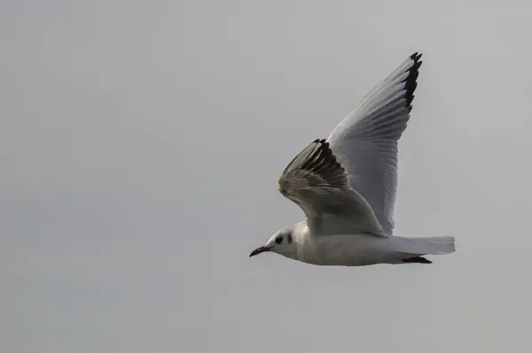 Martı kuş gökyüzünde uçuyor.