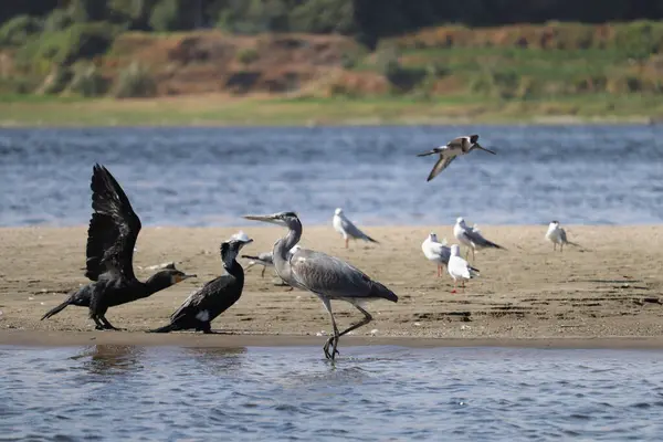 Aswan, Mısır 'da Nil nehrinde farklı kuşlar