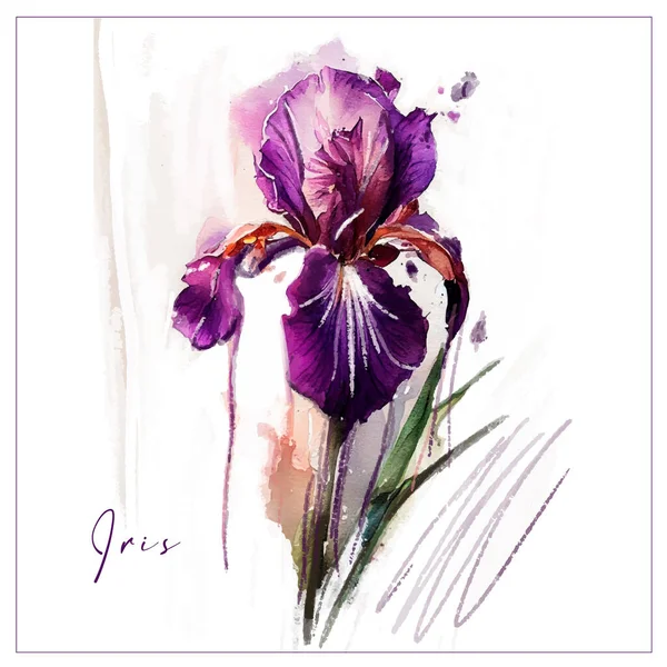 Watercolor flower, Iris, in purple strokes and splashes of paint, painting on a white background