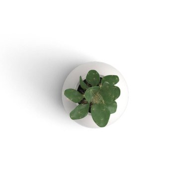 Beyaz arka planda izole edilmiş vazoda büyüyen kaktüs bitkisi.