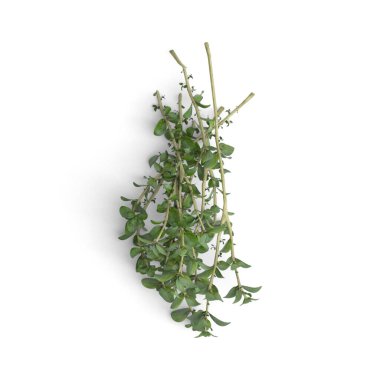 Bitki Doğa Damarları Beyaz arka planda izole edilmiş yaprakların güzelliğini araştırıyor