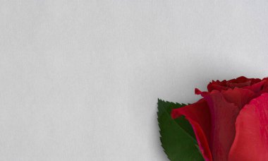 Rose klasik 4k duvar kağıdı masaüstü duvar kağıdı