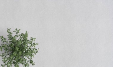 Willow Fısıldar Beyaz Kağıt Doku Duvar Kağıdı