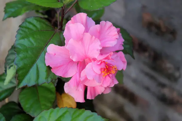 Çin amblemi Çin gülü ya da Çin pembe gül doğa fotoğrafçılığı