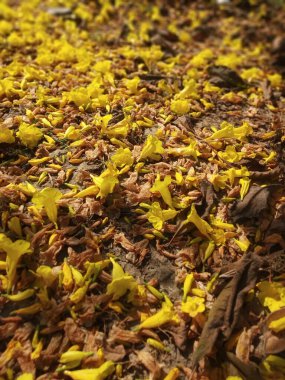 Ağaçların altında düşen çiçekler ve yapraklar doğa arkaplan resmi