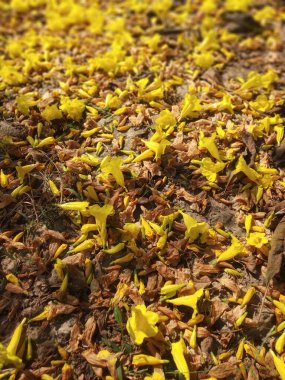 Düşen çiçekler ve masaüstü duvar kağıdı ve mobil 4K arkaplanı bırakır