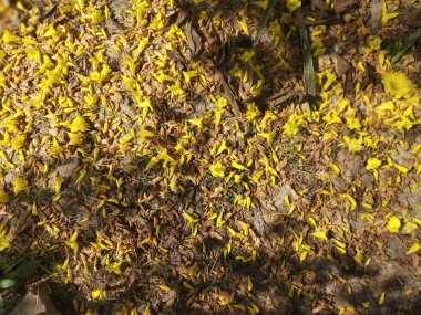 Düşen çiçekler ve yukarıdaki fotoğraftan görünen yapraklar.