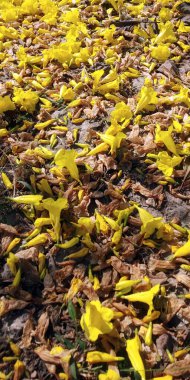 Düşen yapraklar ve çiçek doğal arka plan Mobil veya masaüstü için 4k duvar kağıdı