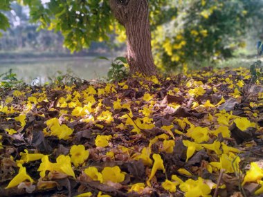 4K masaüstü duvar kağıdı üzerine düşen güzel bir çiçeğin manzarası