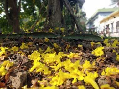 Yere düşen yaprakların masaüstü için doğa arkaplan duvar kağıdı