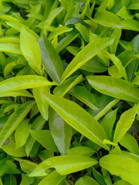 Mobil ve masaüstü fotoğraflarının portresi için Doğal Yaprak duvar kağıdı