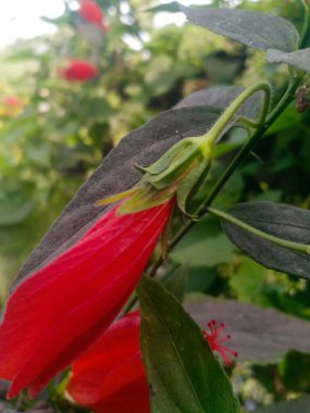 Kırmızı Çin gülü mobil fotoğraf doğal arka plan