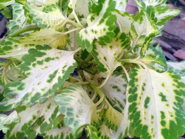 Ağaç doğası arkaplan duvar kağıdının yaprakları