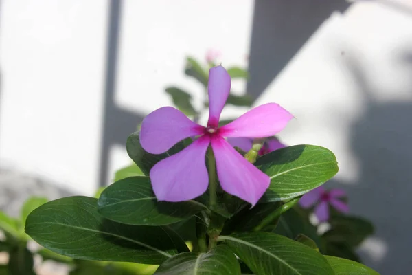 çiçek masaüstü duvar kağıdı 4k doğa fotoğrafçılığı