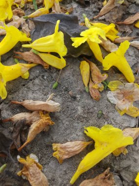 Ağaçtan düşen sarı çiçek. Doğa fotoğrafçılığı duvar kağıdı.