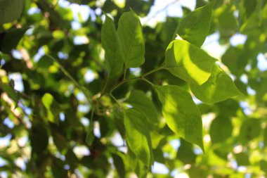 Botanik Zarafet Masaüstü Masaüstü Kağıdı Yeşil