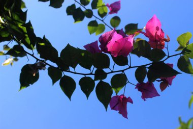 Bahar doğasının çiçekli duvar halısı masa üstü duvar kağıdı yeşili
