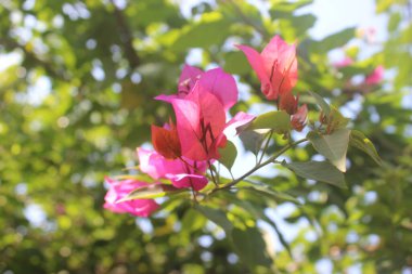 Yapraklar ve Yapraklar Harmony Doğa Masaüstü Duvar Kağıdı Yaprağı Yeşil