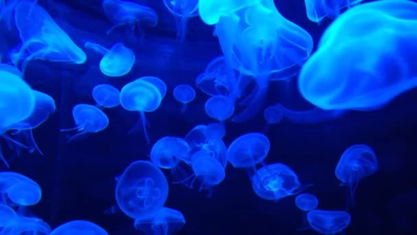 Kwallen Blauw Aquarium — Stockvideo
