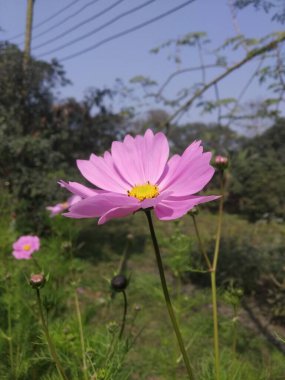 Kozmos zinnia kozmos çiçek bahçesi kozmos çiçeği tropikal kozmos çiçeği tarlası 