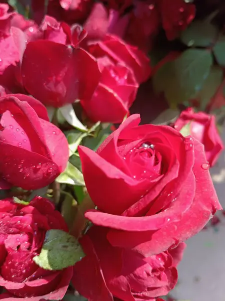 Çiçek kırmızı gül, yeşil yapraklar Aşk Fısıltıları Gül Bahçesi duvar kağıdı