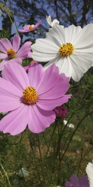 Kozmos zinnia kozmos çiçek bahçesi kozmos çiçeği tropikal kozmos çiçeği tarlası 