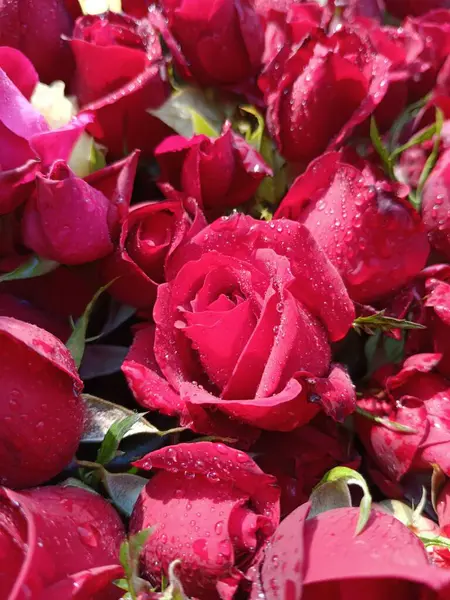 Fresh rose wallpaper winter rain drops on rose beautiful multiple rose